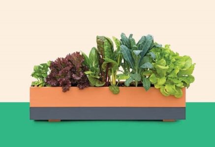 Window Box Salad Garden
